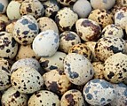 Яйцо перепелиное (инкуб)